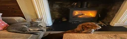 Cocker Spaniel dogs for sale: KC REGISTERED WORKING COCKER SPANIEL PUPPIES - Advert 8