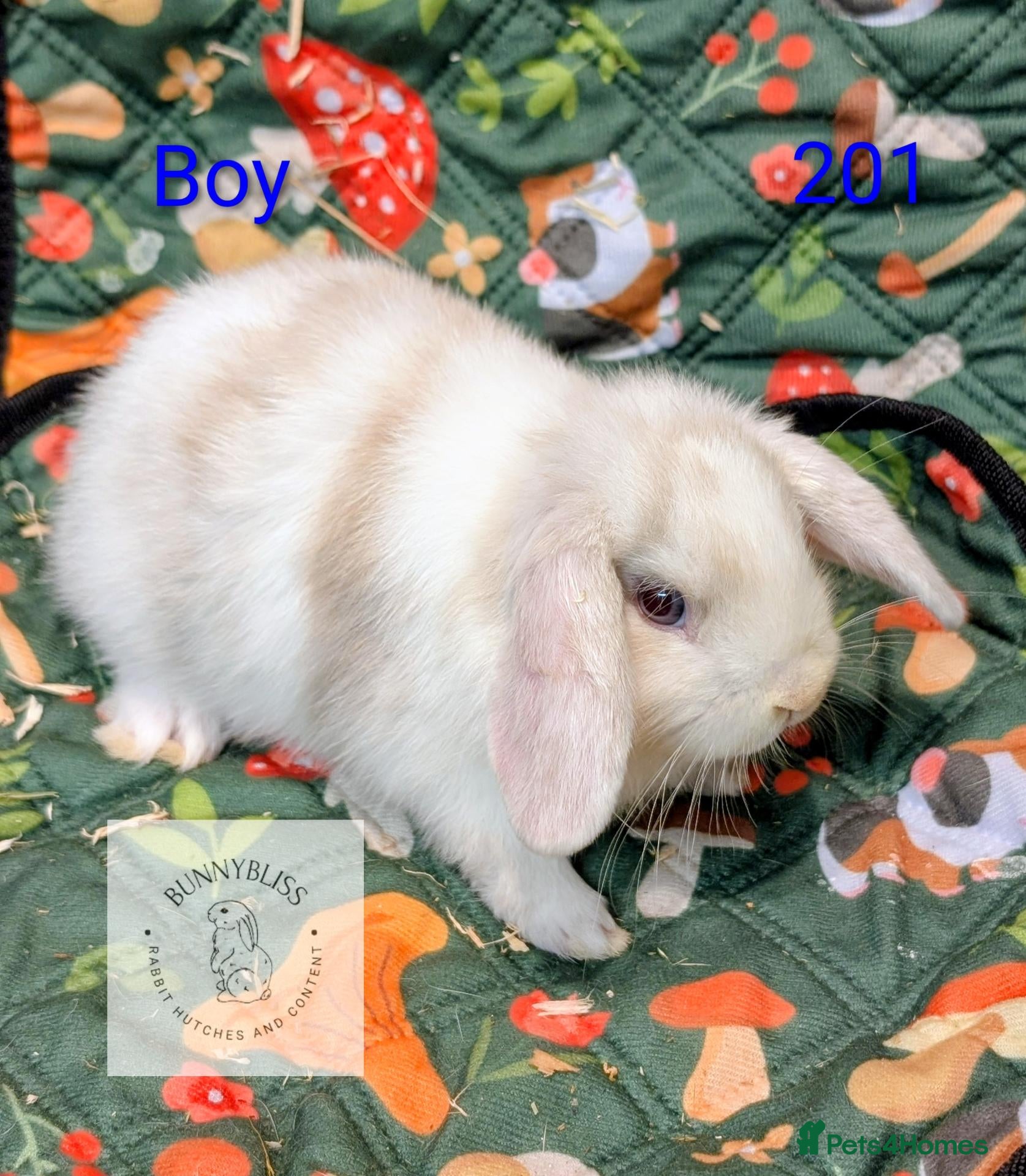 Mixed Breed rabbits 5 beautiful Mini lop/Mini rex bunnies for reserve - Advert 14