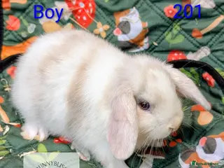 Mixed Breed rabbits 5 beautiful Mini lop/Mini rex bunnies for reserve - Advert 14