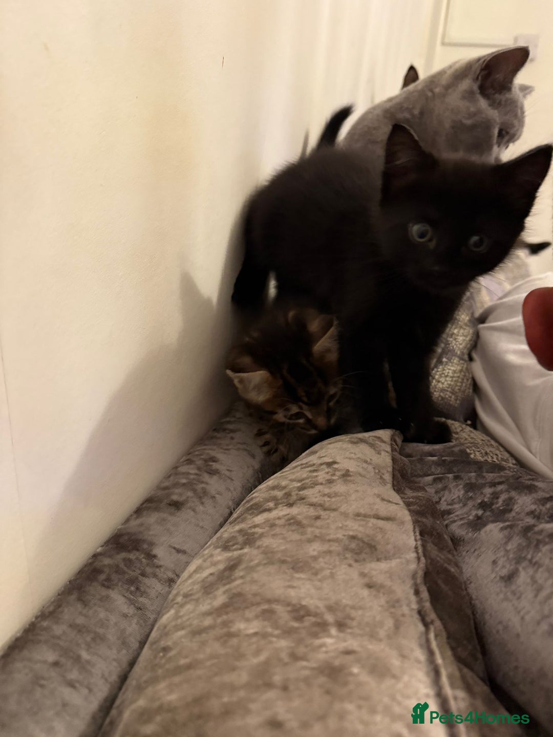 Domestic Shorthair cats for sale: 2 little kittens looking for thier forever home - Image 7