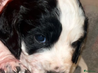 Cocker Spaniel dogs Cocker spaniel puppies - Advert 6