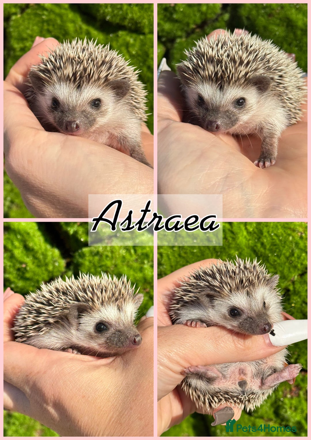 Pygmy Hedgehog rodents for sale: Beautiful African Pygmy Hedgehog Hoglets 💕 - Image 2