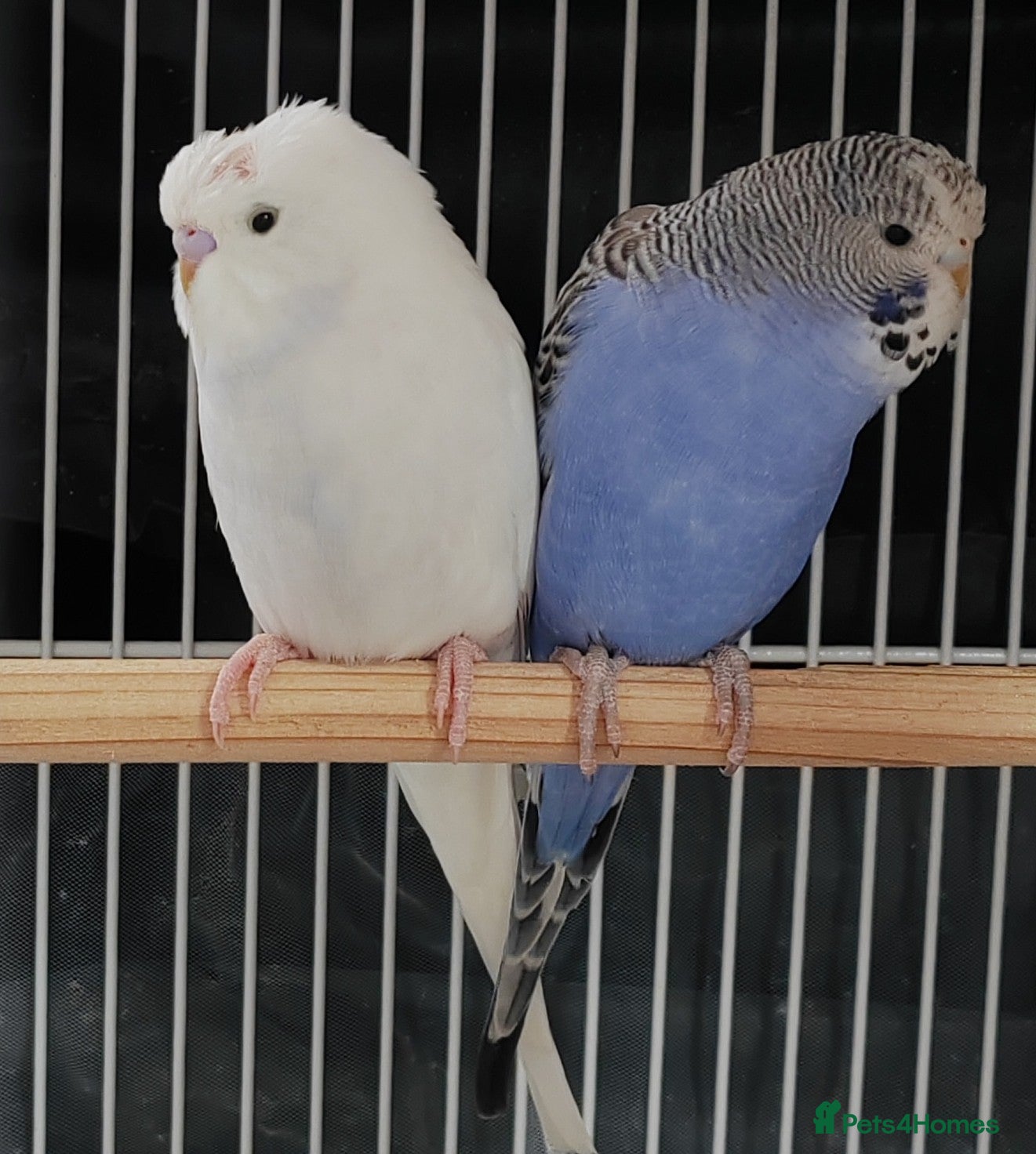 Budgerigars birds Beautiful Baby Budgies available  - Advert 14