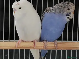 Budgerigars birds Beautiful Baby Budgies available - Advert 14