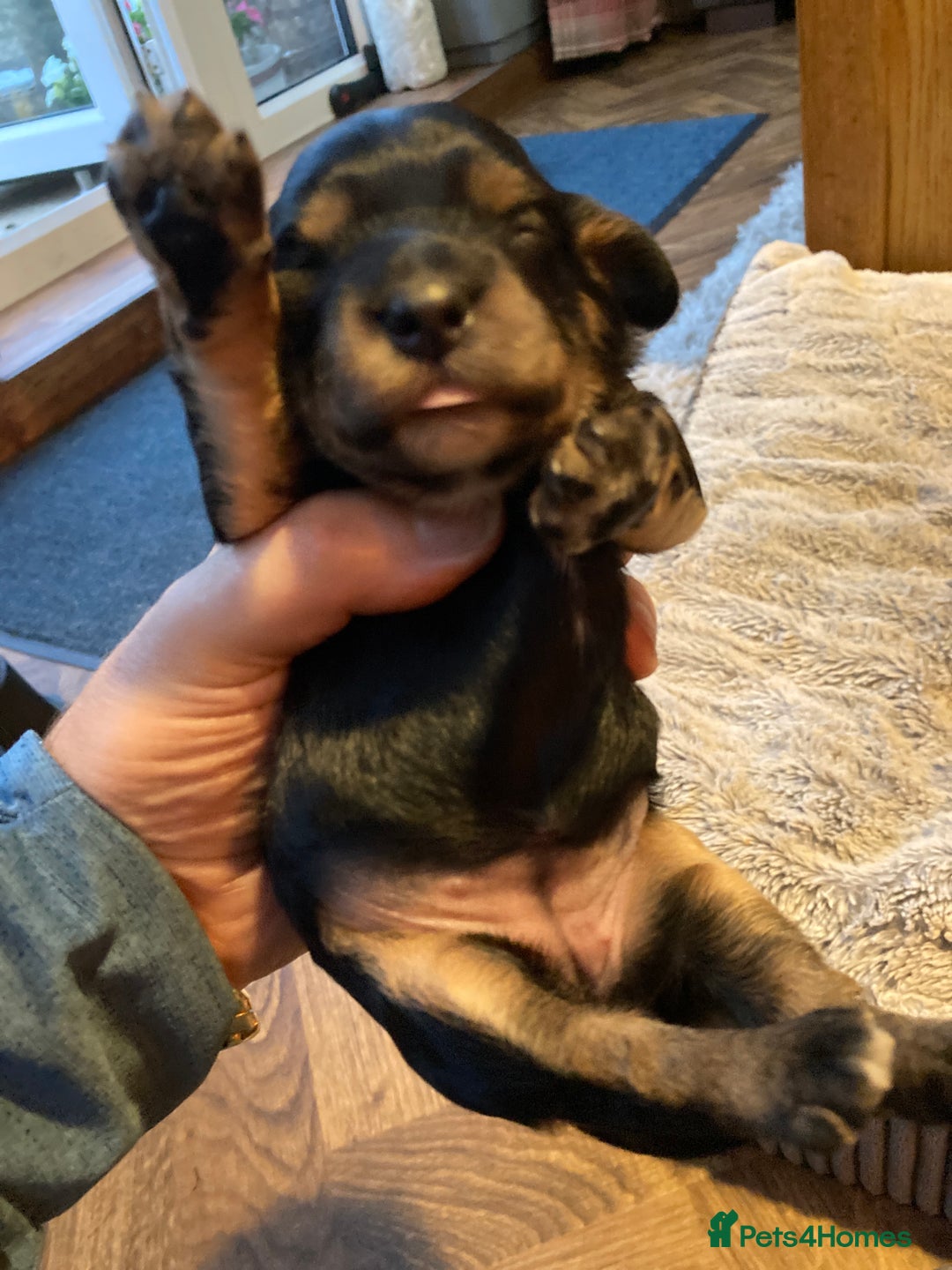 Cockapoo dogs for sale: Stunning Litter of Phantom F1 Cockapoo Puppies - Image 14