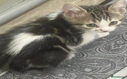 Mixed Breed cats for sale: Handsome boy nearly 9 weeks old ready to go  - Image 5