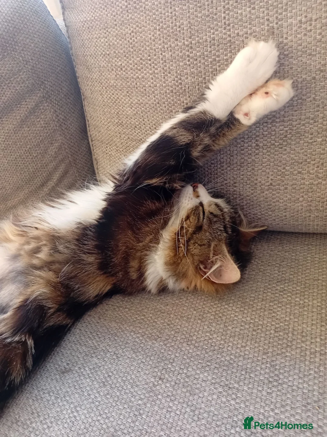 Mixed Breed cats for adoption: A Sweet & Loving Girl Looking for Her Forever Home - Advert 4