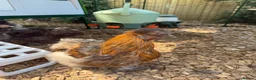 Chickens poultry for sale: Silkie Roosters  - Advert 4