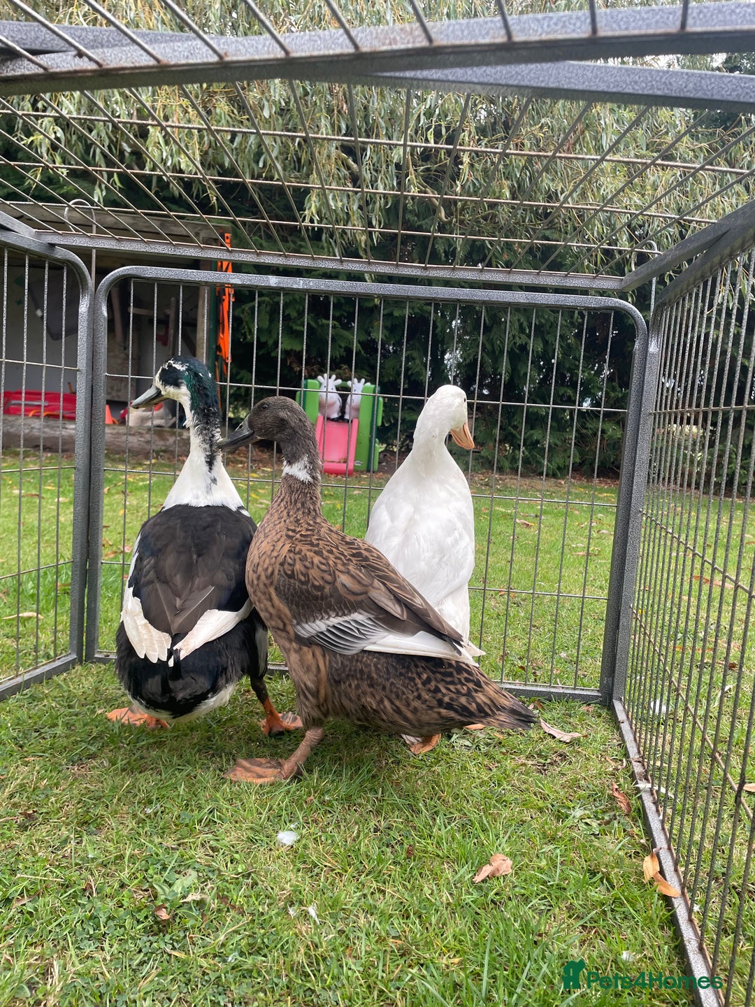 Ducks poultry for sale: Trio of Runner Ducks - Image 5