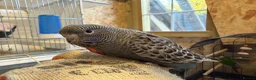 Budgerigars birds for sale: Bfbw, Bwbf, Rainbow hagoromo and other mutations  - Advert 3