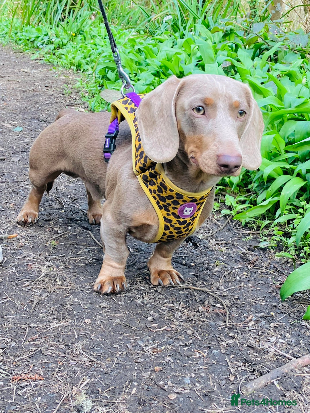 Miniature Dachshund dogs for stud: KCReg L/l1 CoI0% PRA DM & OI Clear ISABELLA STUD  in Gunnislake - Advert 8