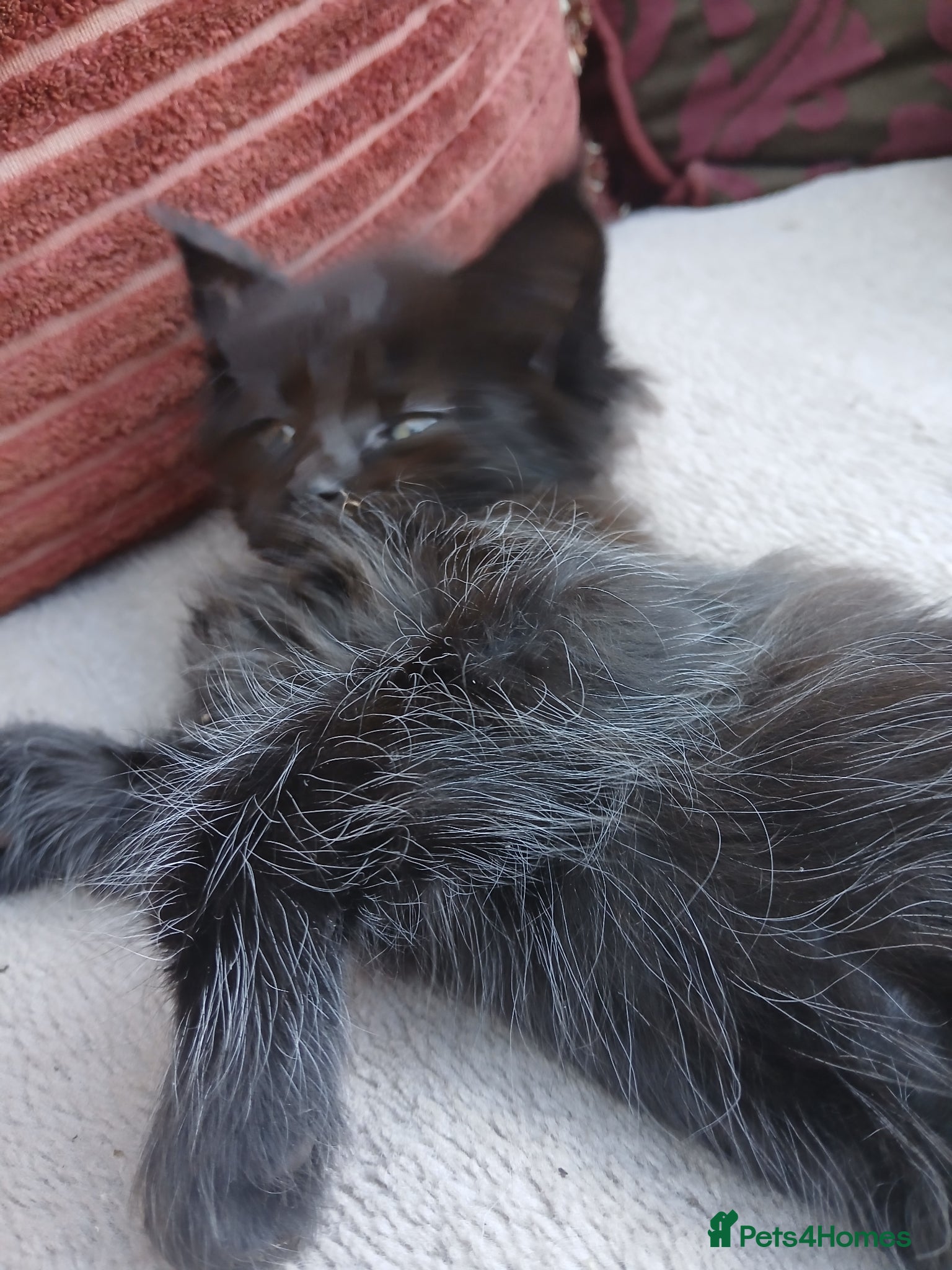 Maine Coon cats 6 lovely Maine Coons . ( 1 girl remaining )  - Advert 2