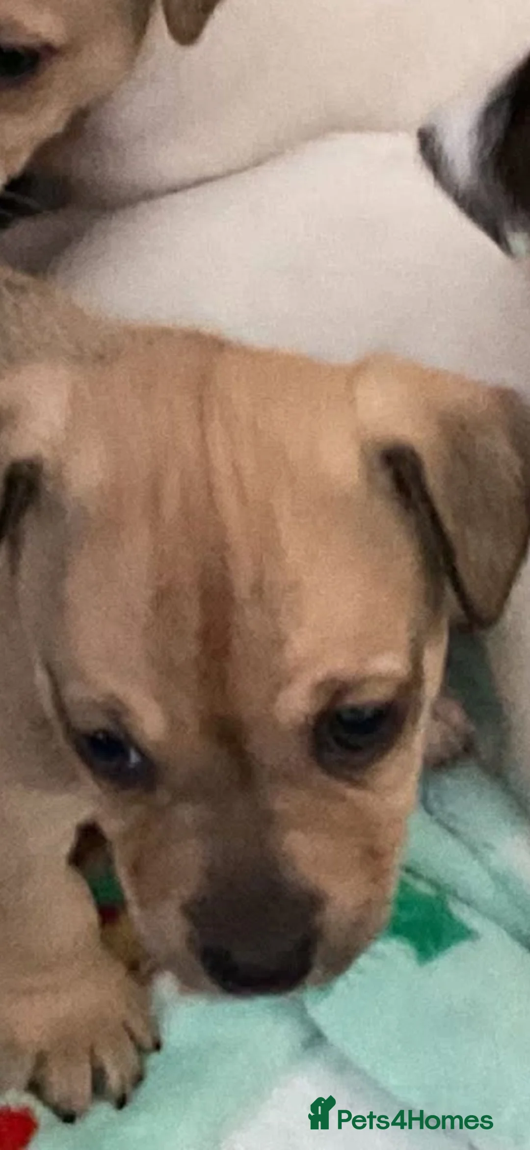 Jack Russell dogs for sale: Trad short legged/haired Jack Russel  - Advert 2