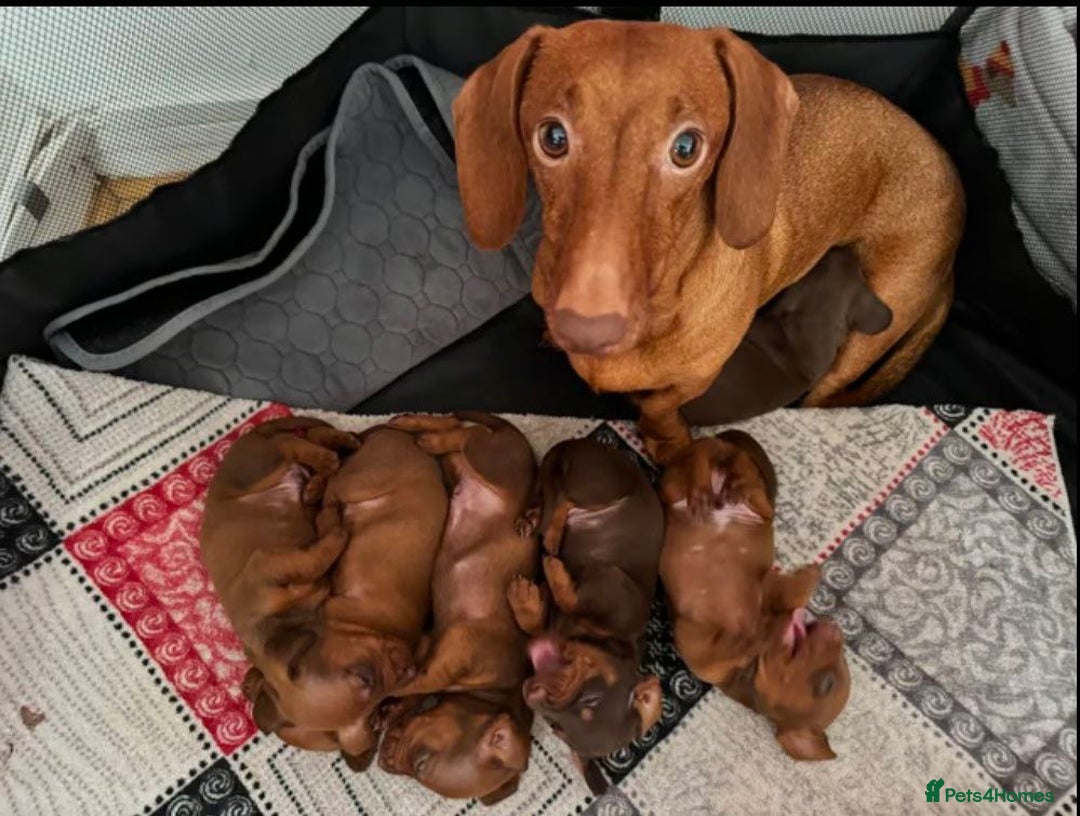 Miniature Dachshund dogs for sale: STUNNING MINIATURE DACHSHUND PUPPIES - Image 2