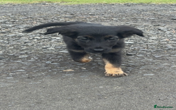 Mixed Breed dogs for sale: 🐾 Adorable Puppy Looking for His Forever Home 🐾 - Image 3