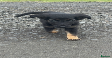 Mixed Breed dogs - Advert 14