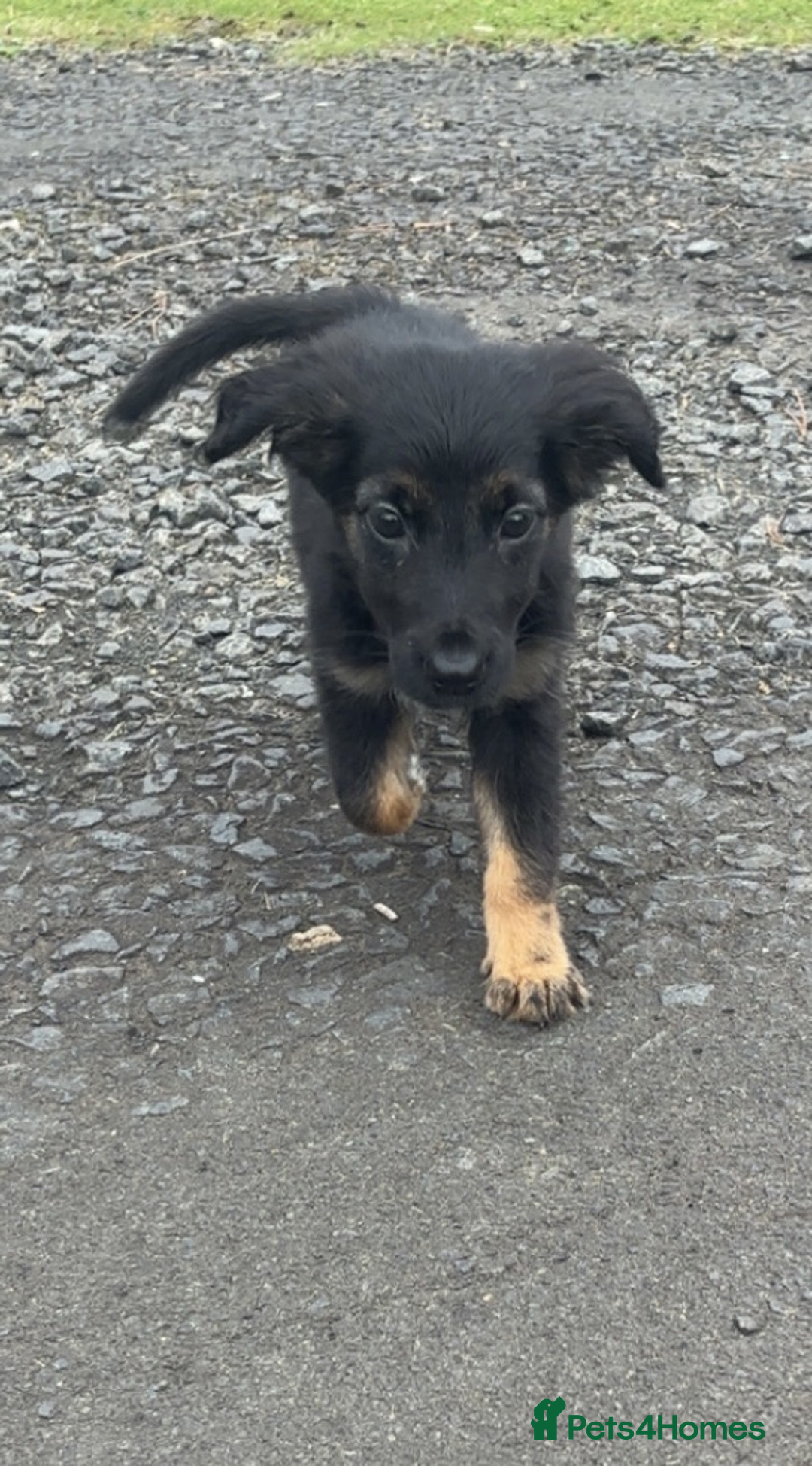 Mixed Breed dogs for sale: 🐾 Adorable Puppy Looking for His Forever Home 🐾 - Image 3
