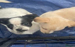 Mixed Breed dogs for sale: Puppies for sale - Image 6