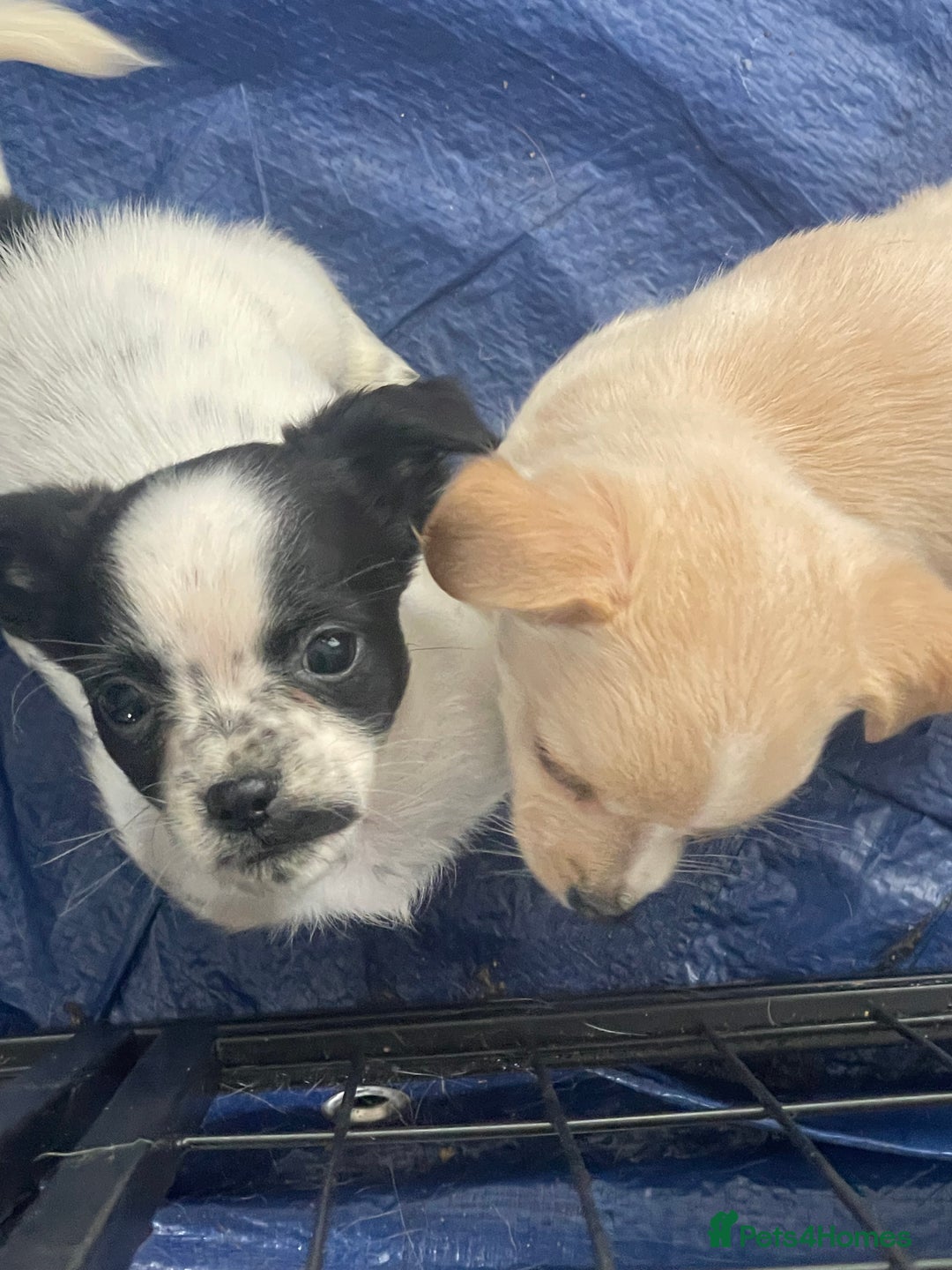 Mixed Breed dogs for sale: Puppies for sale - Image 6