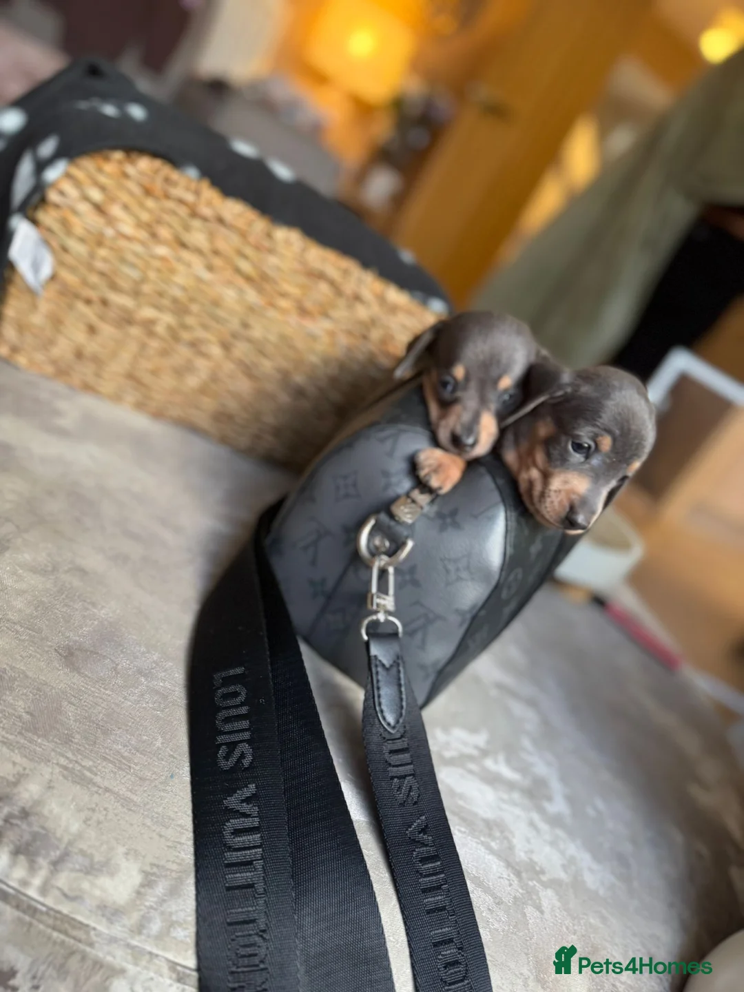 Miniature Dachshund dogs for sale: 🐶 2 Stunning Miniature Dachshund Boys 🐶   - Advert 1
