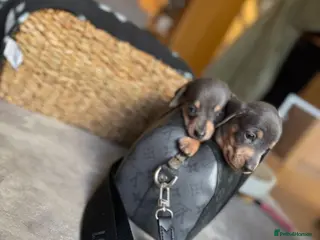 Miniature Dachshund dogs 🐶 2 Stunning Miniature Dachshund Boys 🐶 - Advert 1