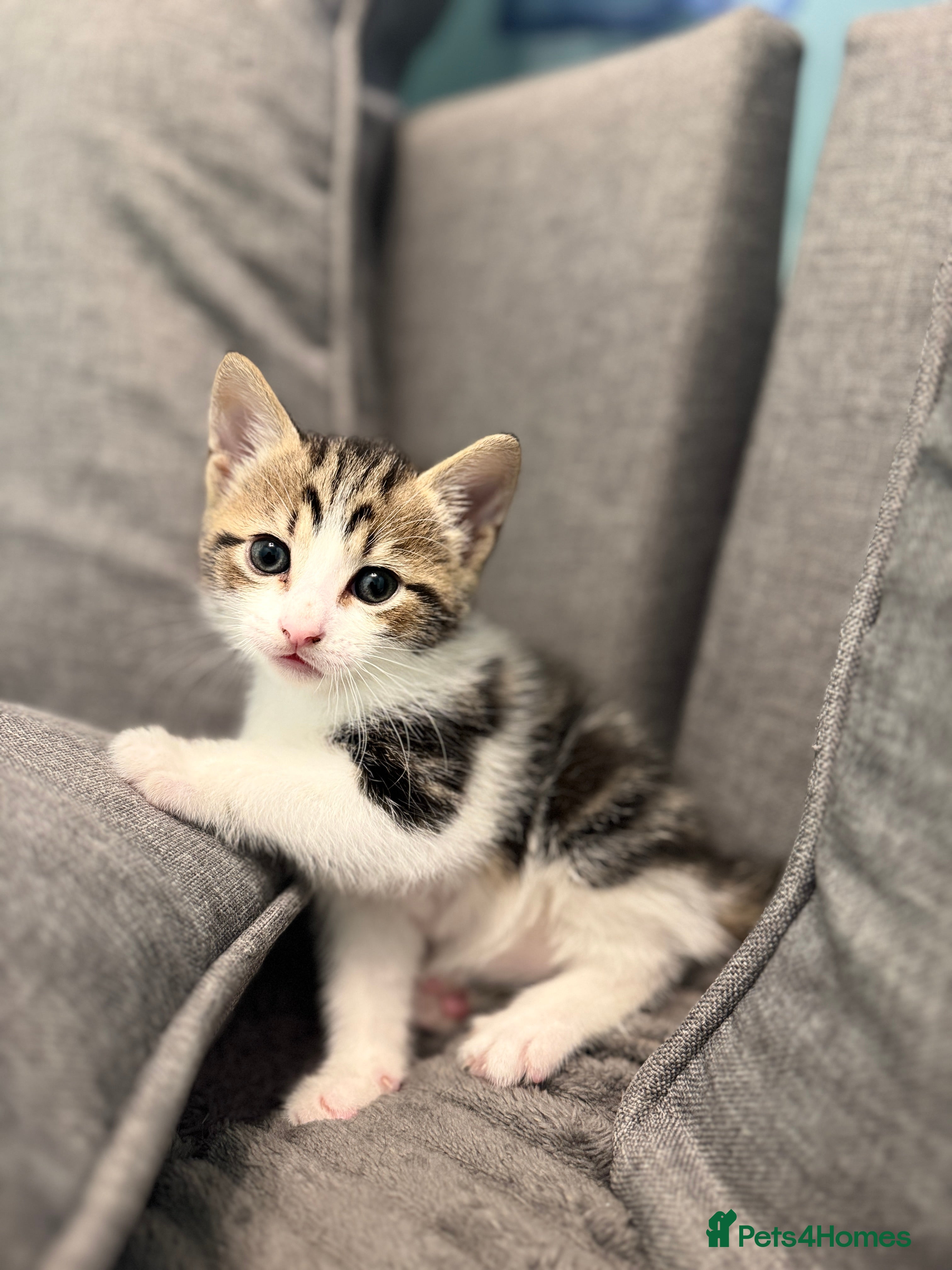 Mixed Breed Kitten 2