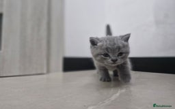 British Shorthair cats for sale: Beautiful British Short hairs kittens for sale - Image 3