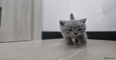 British Shorthair cats - Advert 4