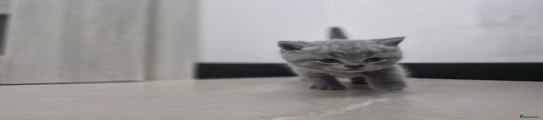 British Shorthair Kitten 4