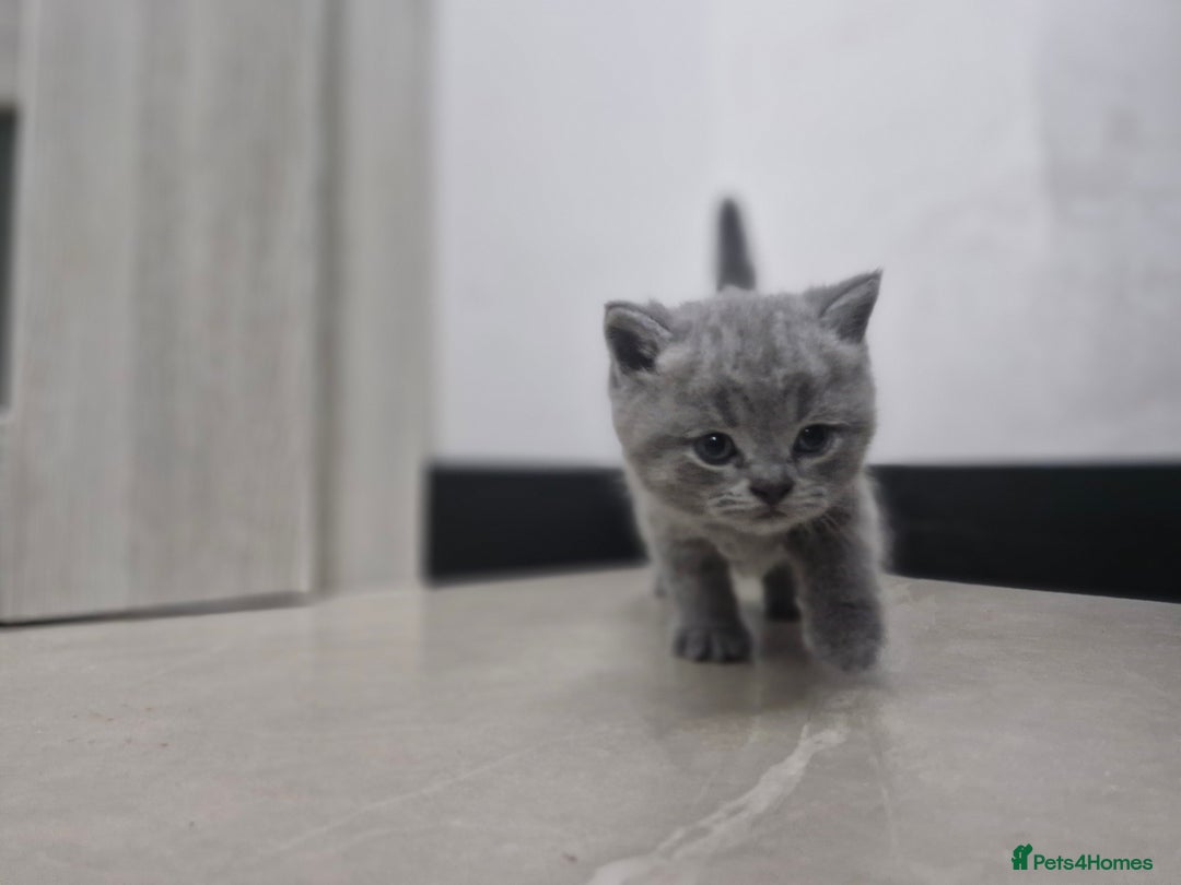 British Shorthair cats for sale: Beautiful British Short hairs kittens for sale - Image 3