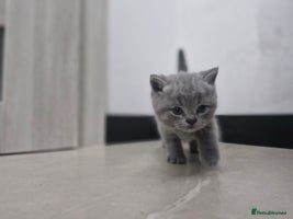 British Shorthair cats - Advert 4