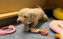 Labrador Retriever dogs for sale: Beautiful KC Labrador Pups - 2 x Yellow Girls  - Image 5