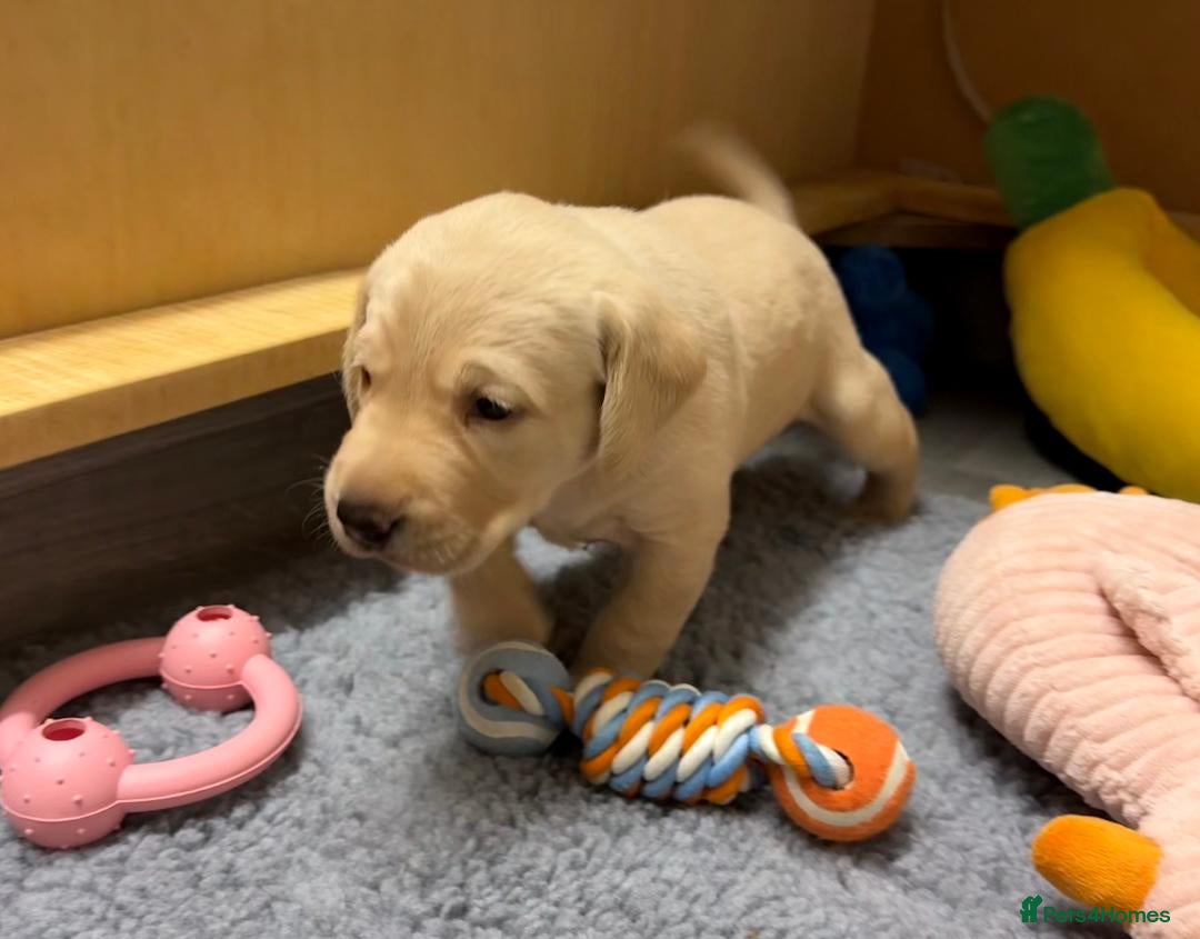 Labrador Retriever dogs for sale: Beautiful KC Labrador Pups - 2 x Yellow Girls  - Image 5