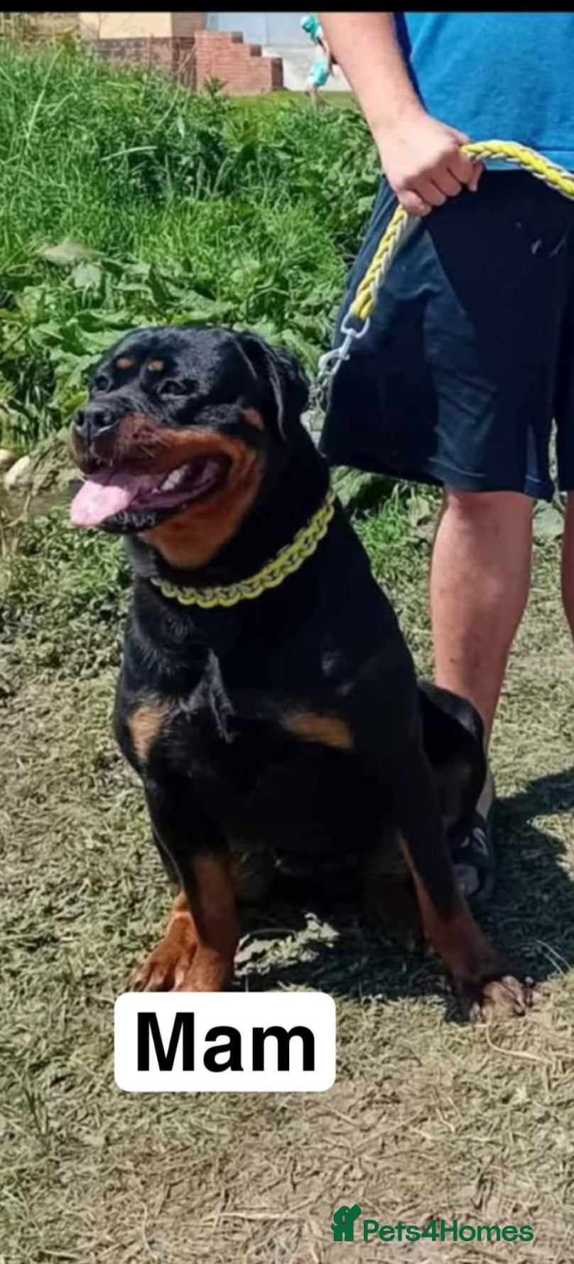 Rottweiler dogs Rottweiler puppies - Advert 5