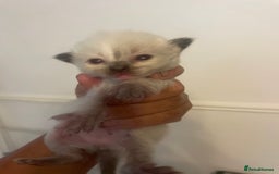 Ragdoll cats for sale: Stunning Ragdoll kittens blue lnyx ready soon  - Image 5