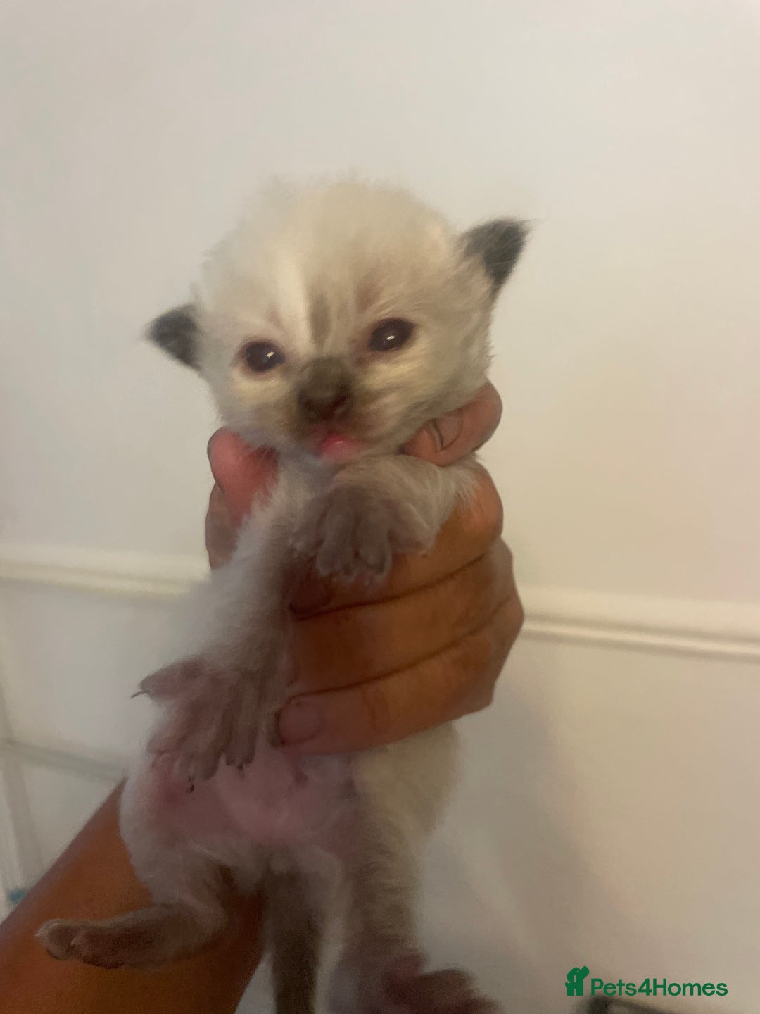 Ragdoll cats for sale: Stunning Ragdoll kittens blue lnyx ready soon  - Image 5