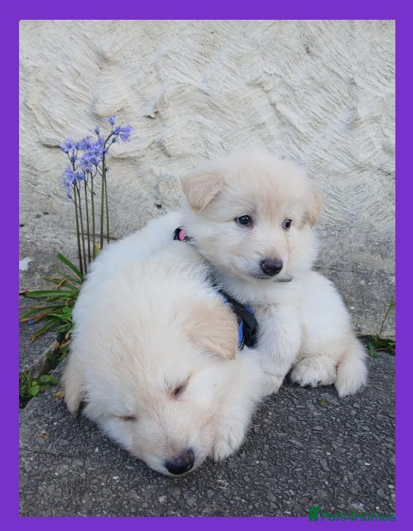 Mixed Breed dogs White Shepherd Puppies - Advert 2