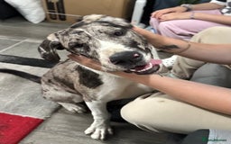 Mixed Breed dogs for sale: Loving Akita x Great Dane Puppy - Image 1
