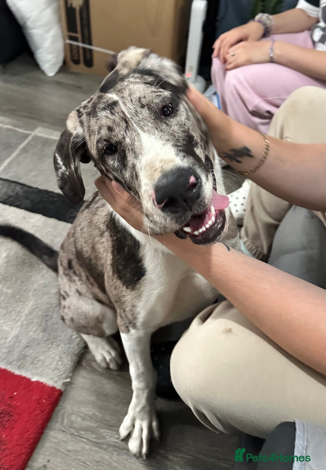 Mixed Breed dogs for sale: Loving Akita x Great Dane Puppy - Image 1