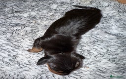 Dachshund dogs for sale: Miniature dachshund puppies  - Image 2