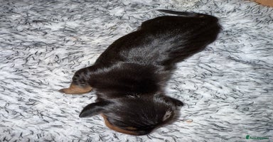 Dachshund dogs - Advert 2