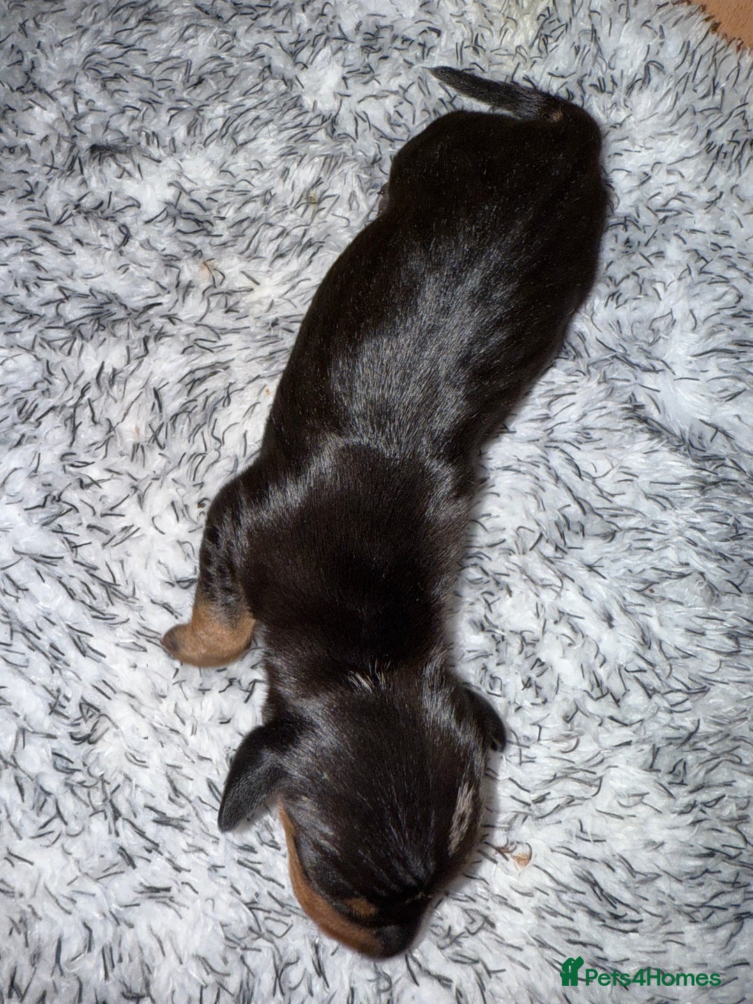 Dachshund dogs for sale: Miniature dachshund puppies  - Image 2