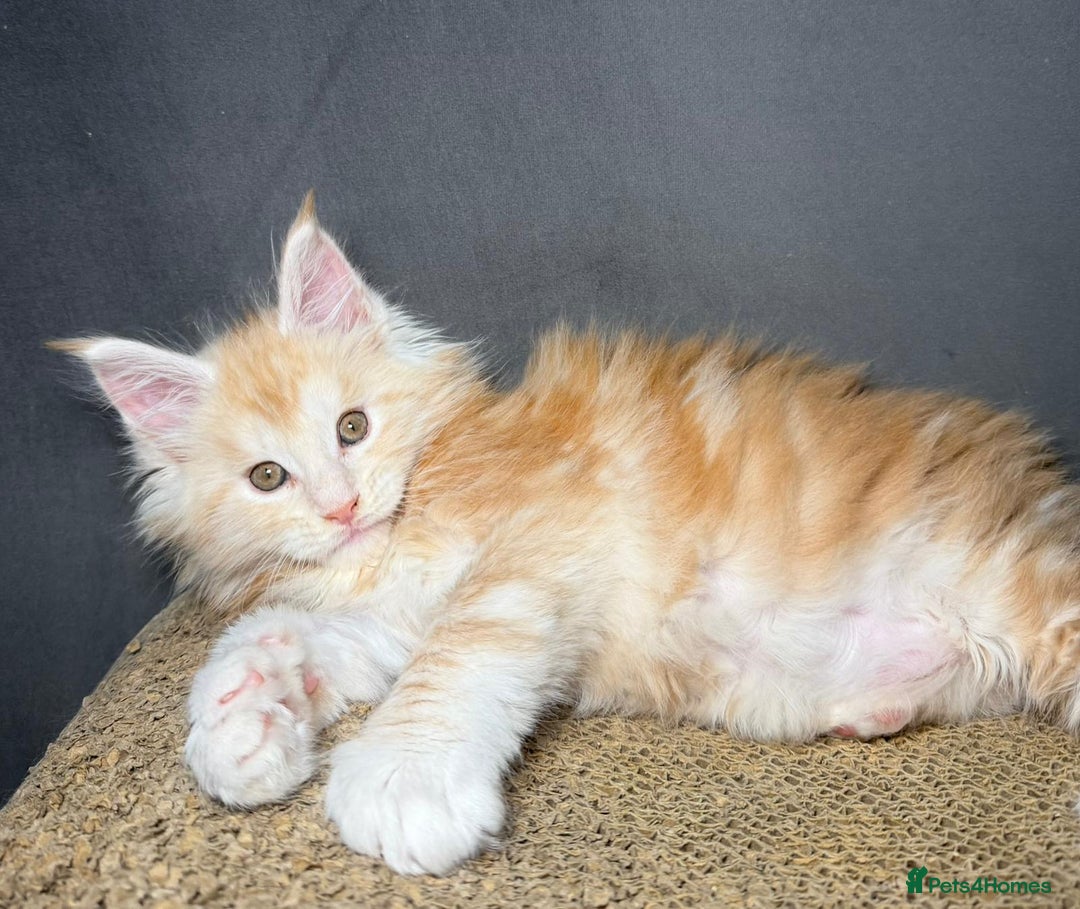 Maine Coon cats for sale: Champion line kittens, ready to reservation🥰 - Advert 2