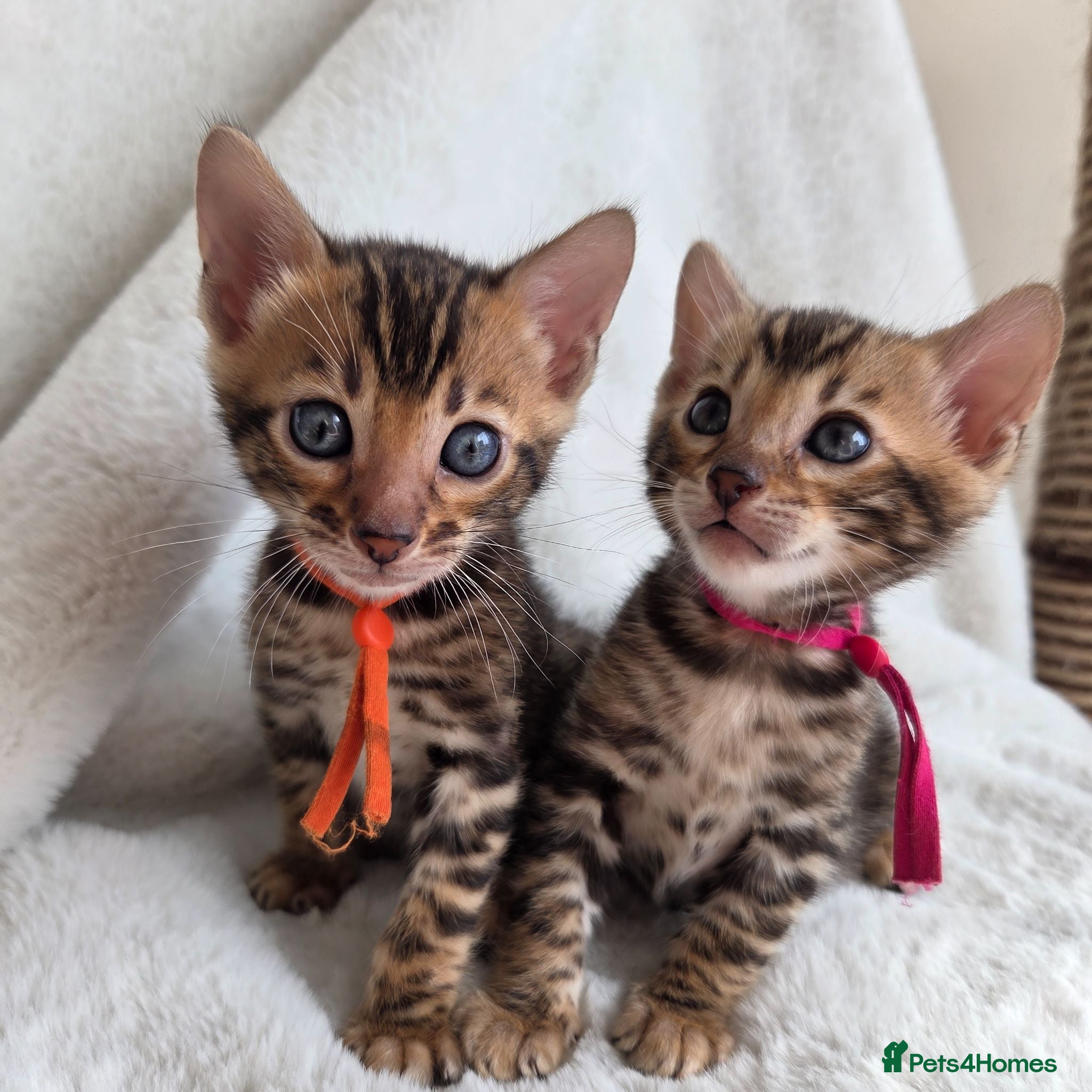 Bengal cats ⚜️Bengal kittens Tica registered ⚜️ - Advert 4