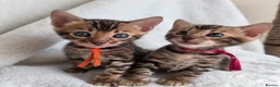 Bengal cats for sale: ⚜️Bengal kittens Tica registered ⚜️ - Advert 18