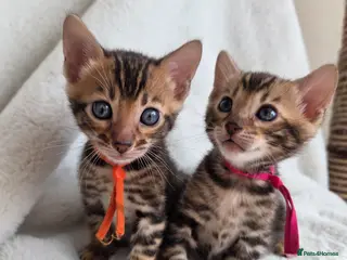 Bengal cats ⚜️Bengal kittens Tica registered ⚜️ - Advert 4