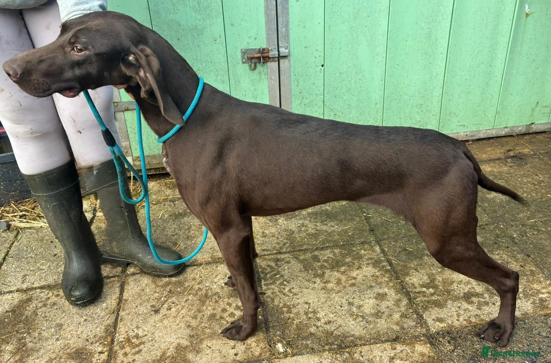 German Shorthaired Pointer dogs for sale: German shorthaired pointer puppies in Beith - Advert 7