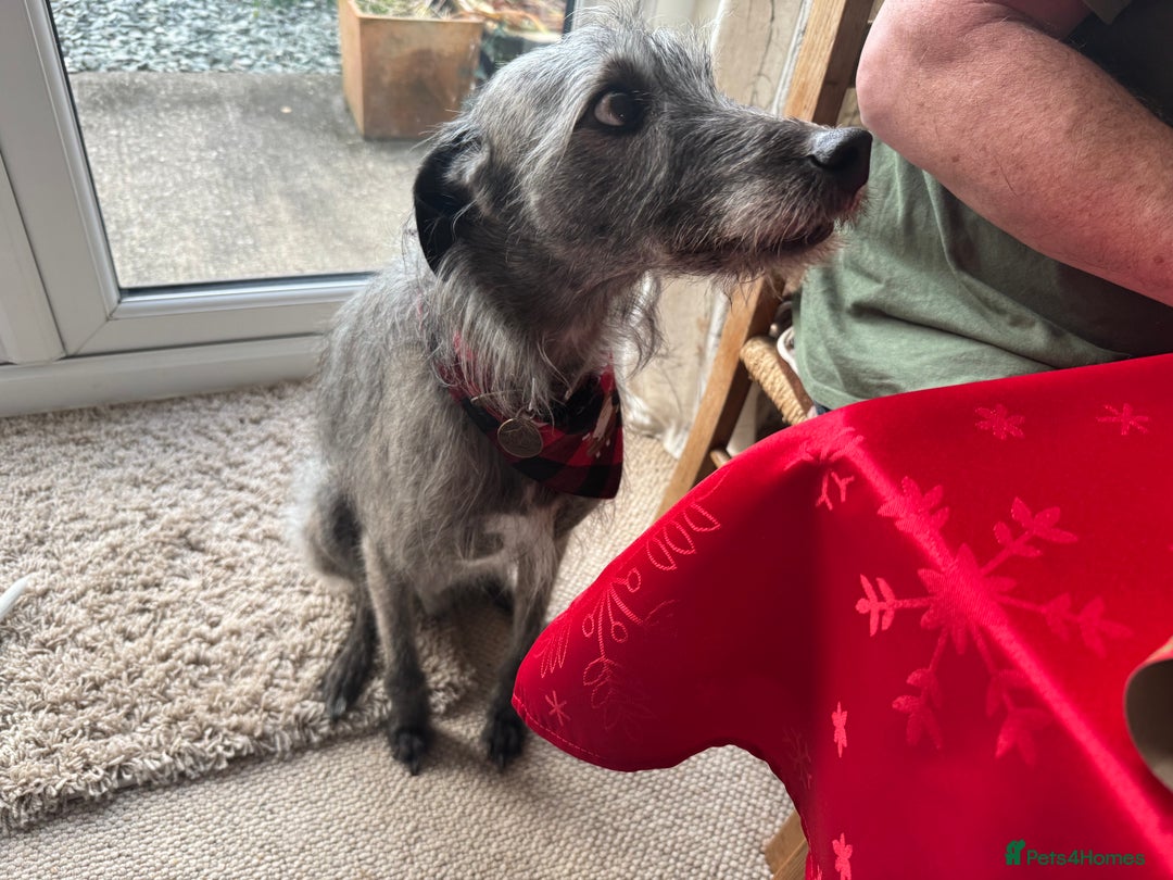 Lurcher dogs for sale: Litter of fabulous Lurchers - Image 12