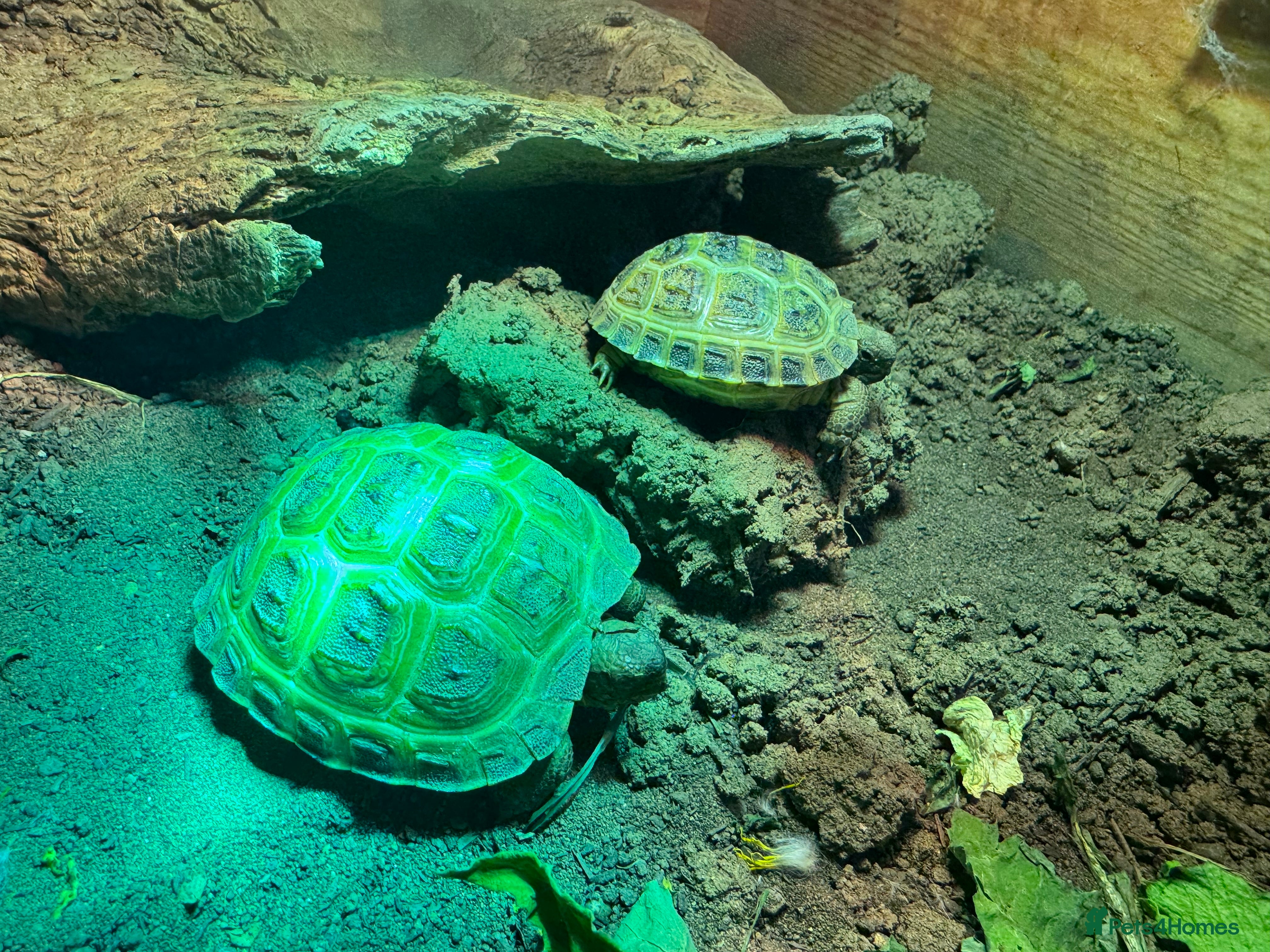 Tortoise reptiles 2 Baby Horsfield Tortoise Hatchlings remaining - Advert 1