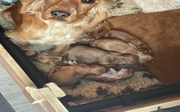 Cockapoo dogs for sale: Quality F1 Cockapoos  - Image 10